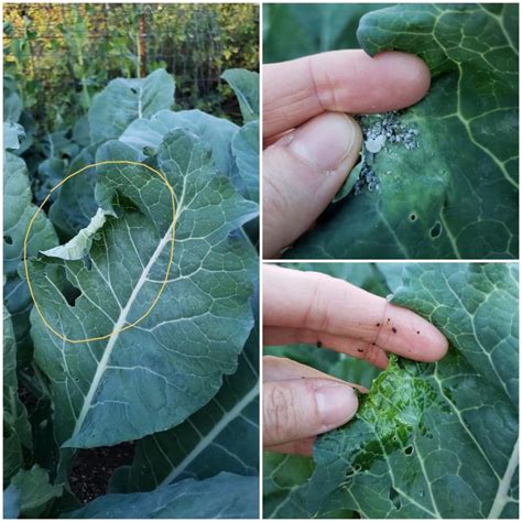 Organic Aphid Control: 9 Ways to Get Rid of Aphids ~ Homestead and Chill