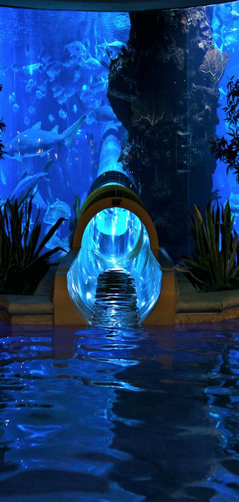 Creme de la creme. Water slide at the Golden Nugget. Goes through the freakin' shark tank ...