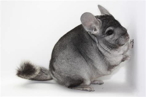 Adult Standard Gray Female Chinchilla - HealthyChinchilla.com