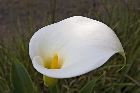 Our Japanese Garden: Arum Lily