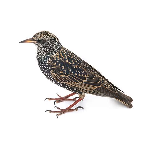 Starling Identification, Habits & Behavior | Florida Pest Control