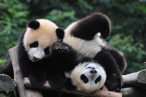 panda, Pandas, Baer, Bears, Baby, Cute, 17 Wallpapers HD / Desktop and Mobile Backgrounds