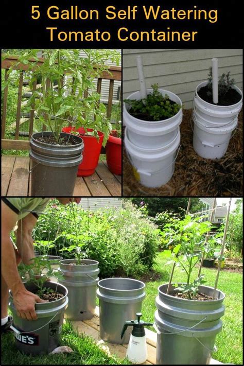 Grow Your Own Tomatoes by Building a 5 Gallon Self Watering Tomato ...