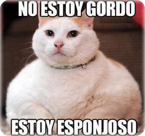 memes-de-gatos-graciosos | Imágenes actual