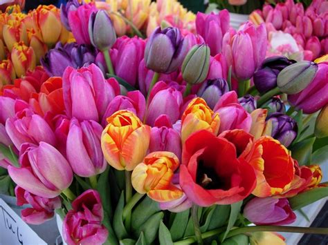 Beautiful Tulips Pictures, Photos, and Images for Facebook, Tumblr ...