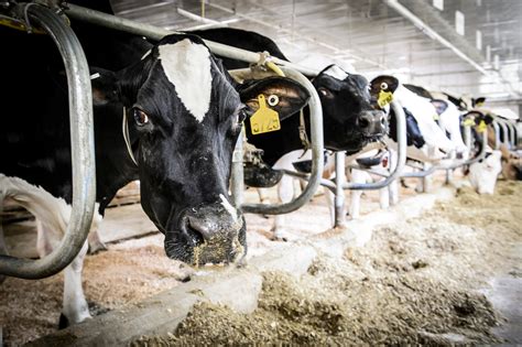 UW Changes Lives: Veterinary Medicine keeps state’s dairy cows — and ...