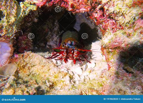 Colorful Mantis Shrimp or Stomatopods, Stomatopoda, Hidden in a Small Cave on Coral Reef, Pemba ...