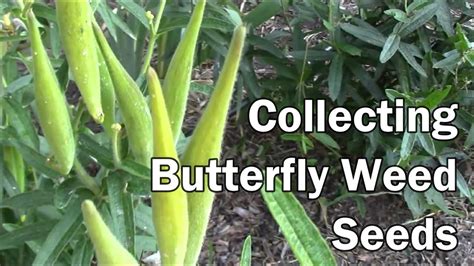 Collecting Butterfly Weed Seeds The Easy Way - YouTube