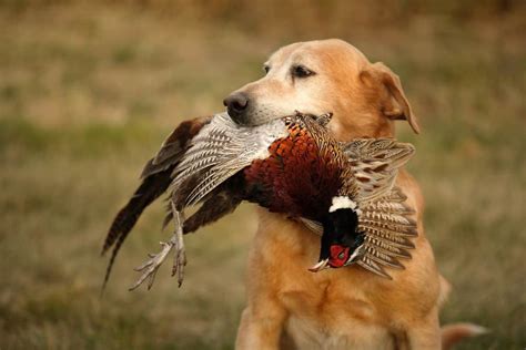 Pheasant Hunting Dogs Training: Expert Advice for Success