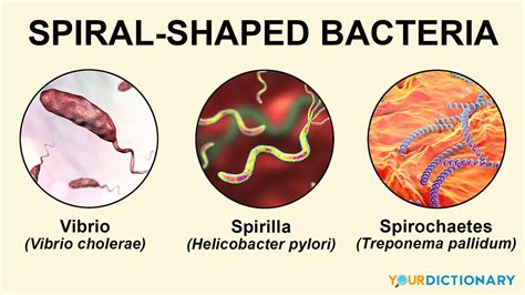 Examples of Bacteria: Types and Infections | YourDictionary