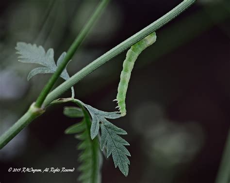 Geometer Moth Larvae | Flickr - Photo Sharing!