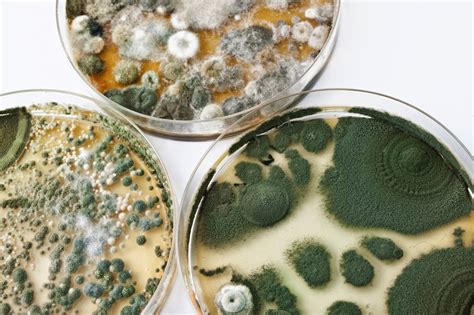 Functional Wisdom...healthy updates from Dr. Jill!: Is Mold Exposure The Cause of Your Symptoms?