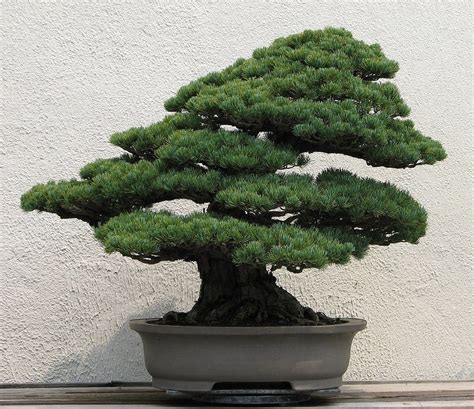 Evergreen Bonsai Trees | Bonsai Tree Gardener