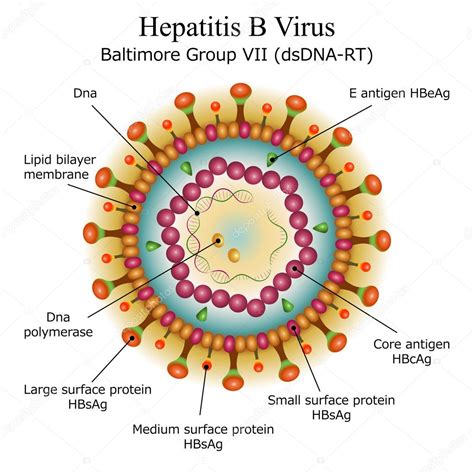 Diagram of Hepatitis B virus particle structure — Stock Vector © Moonnoon #39584263