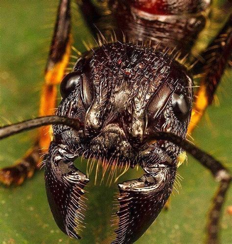 Pin on ant Paraponera clavata