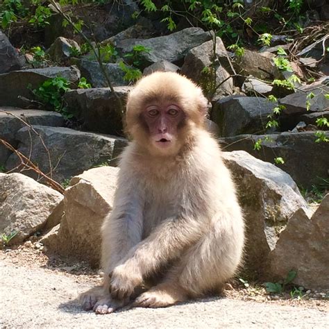 Snow Monkeys: Behaviour You'll See At The Park - SNOW MONKEY RESORTS