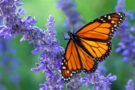 Western monarch populations reach highest number in decades