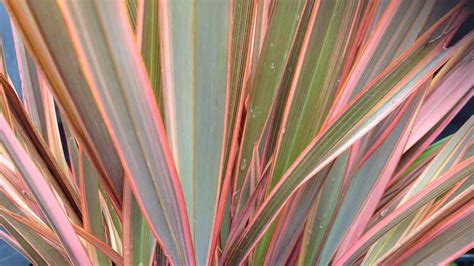 2 Flax varieties for Garden use Phormium tenax and Phormium cookianum