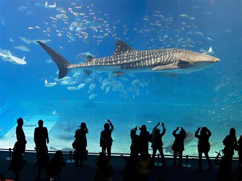 Whale Shark, Okinawa Churaumi Aquarium, Japan | Whale shark, Aquarium ...