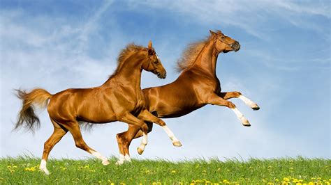 Running Horses Wallpaper (63+ images)