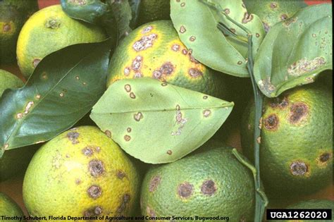 Citrus canker | Citrus Diseases