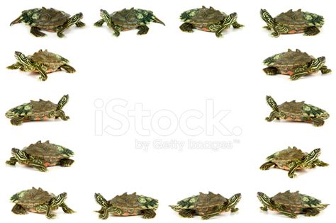 Turtle Frame Stock Photo | Royalty-Free | FreeImages