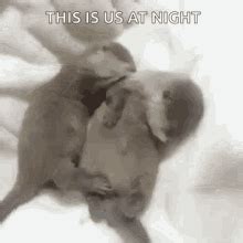 Otters Snuggling GIFs | Tenor