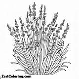 Lavender Flower Bush Coloring Pages  For Kids – Smart sketch template