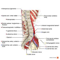 Lumbar Radiculopathy - Physiopedia