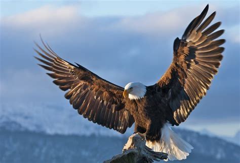 6 Leadership Principles to Learn From an Eagle