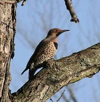 State Bird of Alabama | Northern Flicker