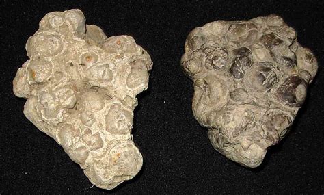 stromatolites1743 | Fossil stromatolites from Ordovician sed… | Flickr