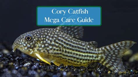 Cory Catfish: A Full Guide To Corydoras Care | Fishtanko