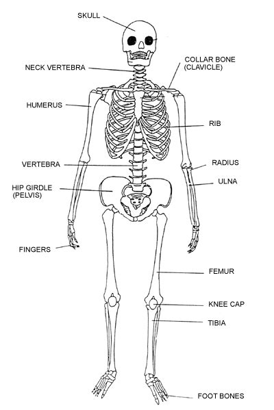 Label the Human Skeleton - ( for Macs ) | K-5 Technology Lab