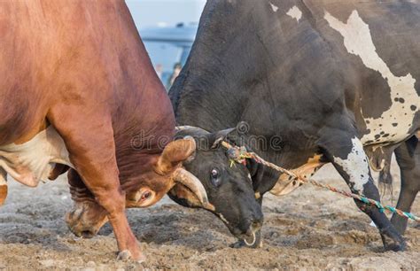 Bull fight stock photo. Image of dishdasha, fighting - 74170426