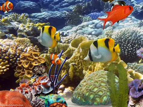 3D Aquarium Wallpaper - WallpaperSafari