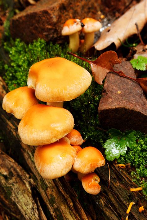 Wild Mushrooms Growing Free Stock Photo - Public Domain Pictures