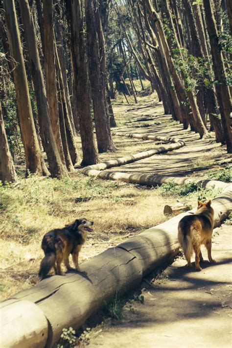 Dog Friendly hiking spots in San Francisco Bay Area: A Guide for Pet ...