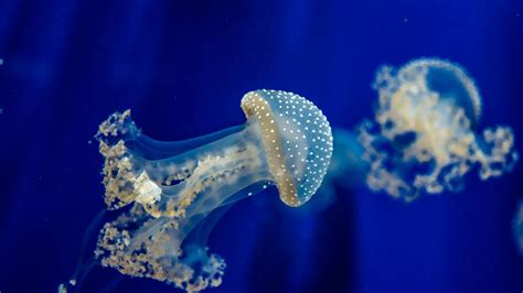 Download Wallpaper 3840x2160 Jellyfish, Underwater, Sea 4K Ultra HD HD Background | Animales ...