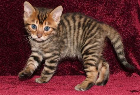 toyger cat - Google Search | Toyger kitten, Cat breeds, Toyger cat