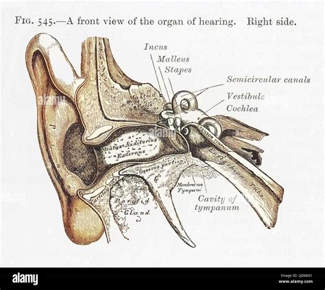 EAR Diagram of the front view of the ear Colourised version of ...