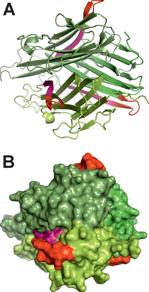 3D structure images of the human TNF protein trimer. A, The cartoon... | Download Scientific Diagram