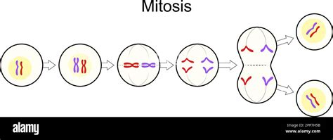 Mitosis. Cell division. Asexual reproduction. process of a single cell dividing into two ...