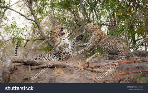 1,586 Leopard Fight Images, Stock Photos & Vectors | Shutterstock