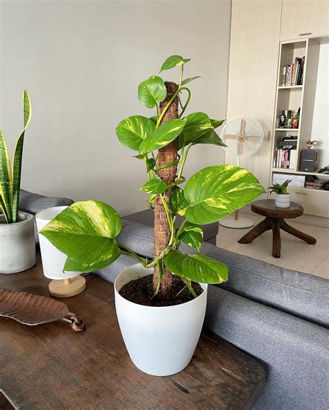 Taking Care of Indoor Plants in the Philippines: Meet Our Plants!