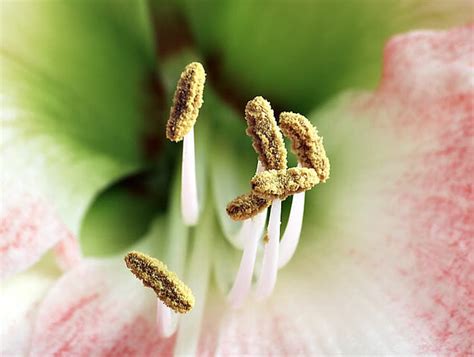 Stamen - Definition and Function | Biology Dictionary