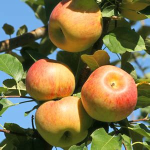 Jonagold Apple Tree - One Green World