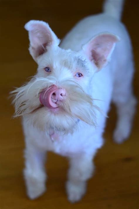 Albino Dog Wears Special Sunglasses For Protection - TettyBetty