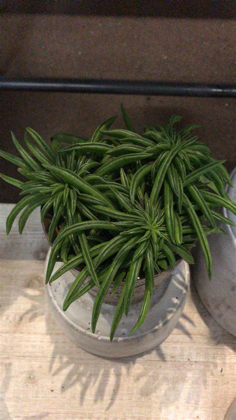 What is this succulent? Plant Identification, Houseplants, Succulents ...