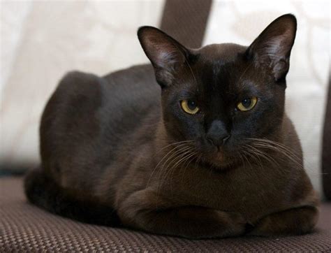 Burmese Cat Info, Personality, Kittens, Pictures